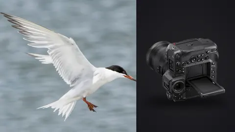 Nikon Z9 product photo beside tern in flight against grey sky