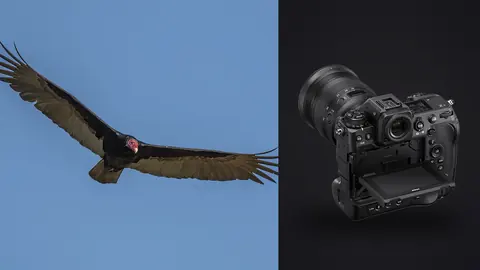 Nikon Z9 product photo beside vulture in flight with wings spread
