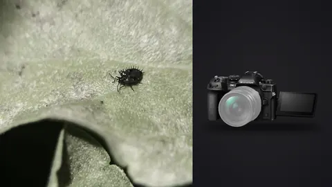 OM System OM-1 Mark II product photo beside spiky black beetle larva resting on a leaf