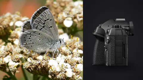 OM System OM-1 Mark II product photo beside small blue butterfly on white flower clusters