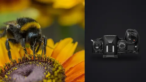 OM System OM-1 Mark II product photo beside bumblebee foraging on a yellow flower
