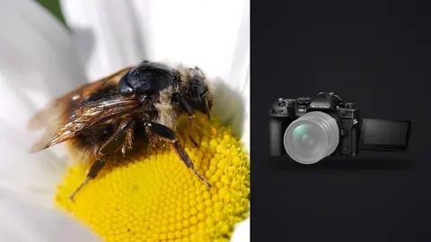 OM System OM-1 Mark II product photo beside bee covered in pollen on a white daisy