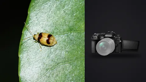 OM System OM-1 Mark II product photo beside striped beetle resting on a green leaf