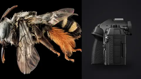 OM System OM-1 Mark II product photo beside bee macro showing wings and fuzzy legs