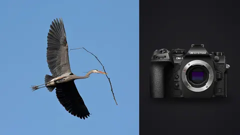 OM System OM-1 Mark II product photo beside heron in flight carrying a twig