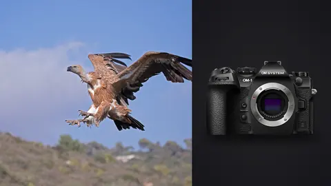 OM System OM-1 Mark II product photo beside vulture landing with wings spread and talons out