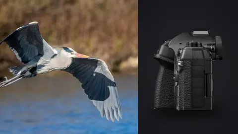OM System OM-1 Mark II product photo beside grey heron in flight over blue water