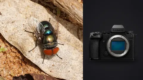 Panasonic Lumix S5IIX product photo beside iridescent blowfly resting on a dry leaf