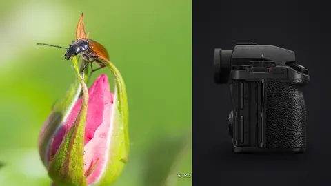 Panasonic Lumix S5IIX product photo beside beetle perched on a pink flower bud