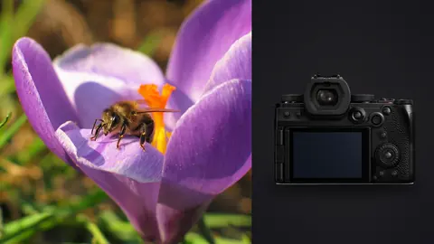 Panasonic Lumix S5IIX product photo beside bee feeding inside a purple crocus flower