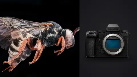 Panasonic Lumix S5IIX product photo beside bee with banded abdomen on black background