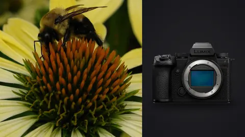 Panasonic Lumix S5IIX product photo beside bee foraging on a yellow coneflower center