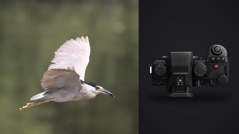Panasonic Lumix S5IIX product photo beside heron in flight with wing raised against dark background