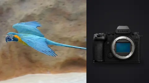 Panasonic Lumix S5IIX product photo beside blue macaw in flight against rock background