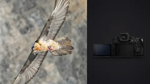 Panasonic Lumix S5IIX product photo beside eagle in flight against rocky cliff