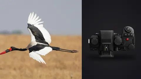 Panasonic Lumix S5IIX product photo beside black and white stork in flight over grassland
