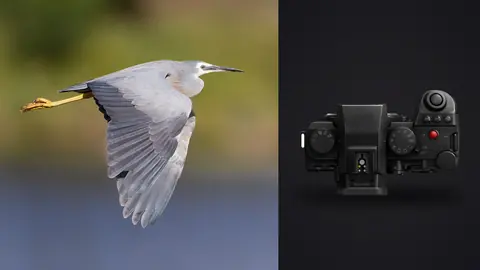 Panasonic Lumix S5IIX product photo beside pale heron in flight against blurred green background