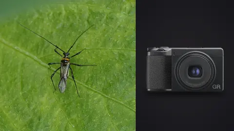 Ricoh GR IIIx product photo beside long legged crane fly macro on a green leaf