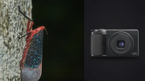 Ricoh GR IIIx product photo beside red and black insect clinging to tree bark