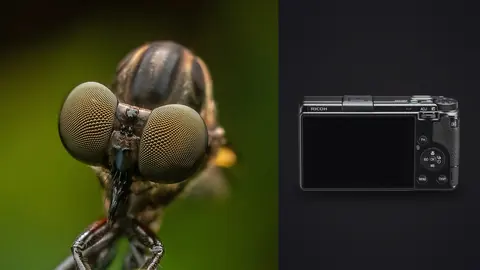 Ricoh GR IIIx product photo beside fly head macro with wide set compound eyes