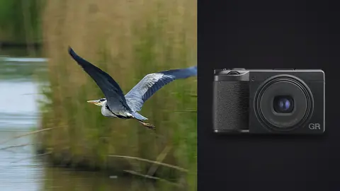 Ricoh GR IIIx product photo beside heron in flight over water near reeds