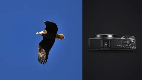 Ricoh GR IIIx product photo beside bald eagle in flight against vivid blue sky