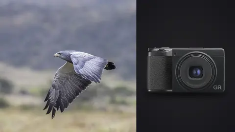 Ricoh GR IIIx product photo beside bird of prey in flight against blurred hillside