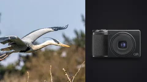 Ricoh GR IIIx product photo beside heron in flight near a pine tree