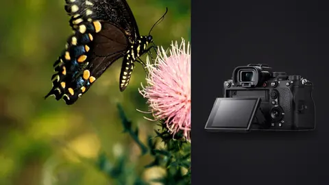 Sony Alpha 1 product photo beside black swallowtail butterfly feeding on a pink flower