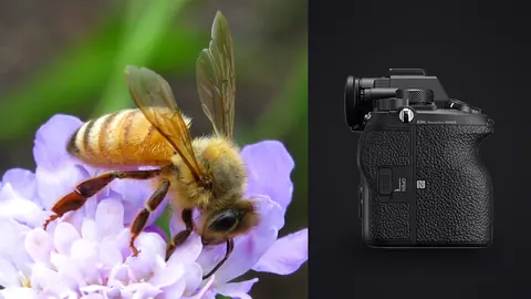 Sony Alpha 1 product photo beside bee on a purple flower macro