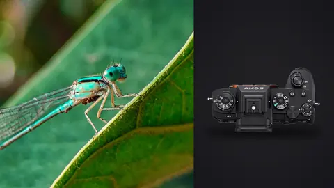Sony Alpha 1 product photo beside teal damselfly perched on a green leaf