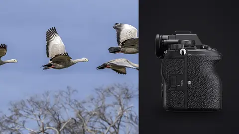 Sony Alpha 1 product photo beside three geese flying in formation against sky
