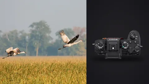 Sony Alpha 1 product photo beside two cranes flying low over a golden field
