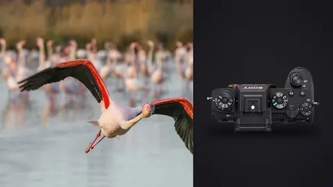 Sony Alpha 1 product photo beside flamingo in flight low over water