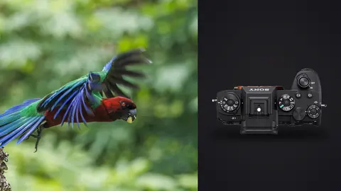 Sony Alpha 1 product photo beside colorful parrot in flight against greenery