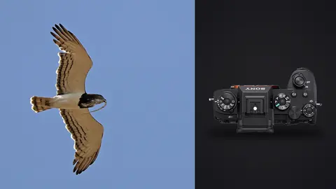 Sony Alpha 1 product photo beside hawk in flight against clear blue sky