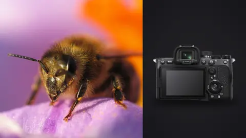 Sony a7 IV product photo beside bee close up feeding on a pink crocus