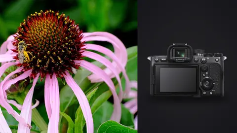 Sony a7 IV product photo beside bee gathering pollen on a pink coneflower