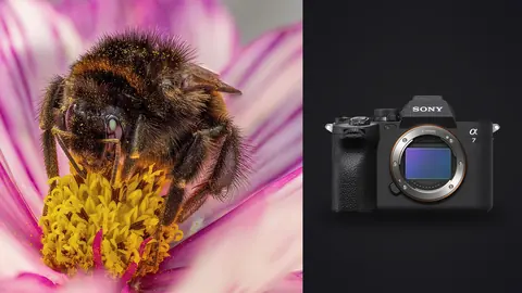 Sony a7 IV product photo beside bee covered in pollen inside a pink flower