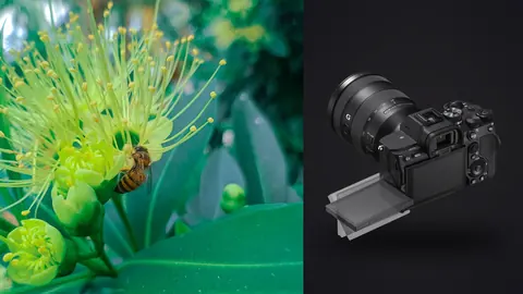Sony a7 IV product photo beside insect on an unusual spiky green flower