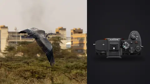 Sony a7 IV product photo beside two herons in flight against a city skyline