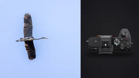 Sony a7 IV product photo beside heron in flight against a pale sky