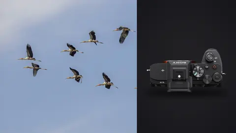 Sony a7 IV product photo beside flock of storks flying in formation across the sky