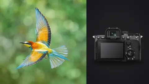 Sony a7 IV product photo beside colorful bee-eater in flight in green foliage
