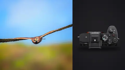 Sony a7 IV product photo beside harrier in flight with wings spread