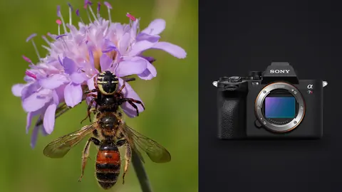 Sony a7R V product photo beside crab spider gripping a captured bee on a flower
