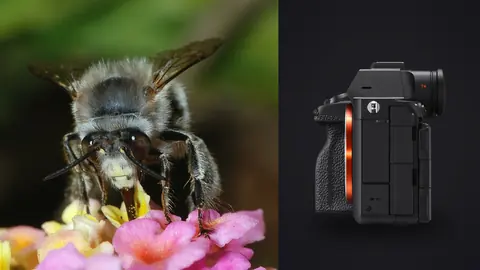 Sony a7R V product photo beside fuzzy bee macro close up on a flower
