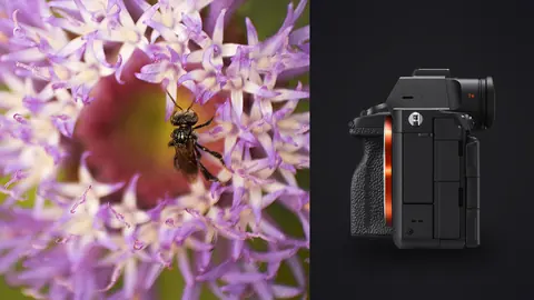 Sony a7R V product photo beside bee gathering pollen at the center of a purple flower