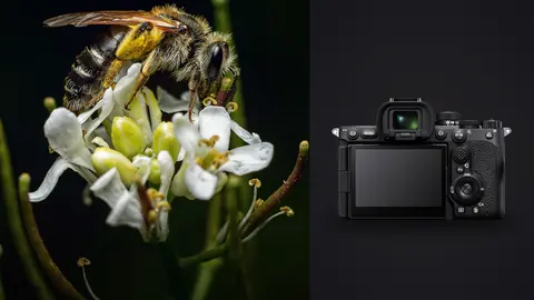 Sony a7R V product photo beside honey bee gathering pollen on a white flower