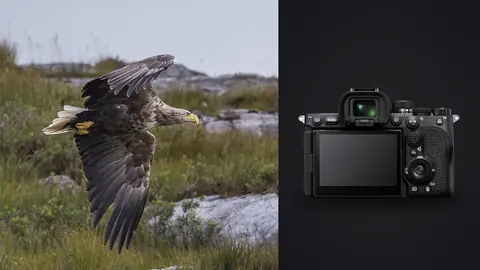Sony a7R V product photo beside eagle in flight low over rocky grassland